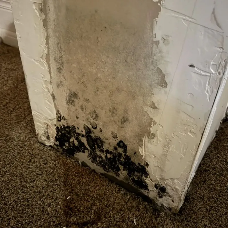 Professional Mold Removal in Stanford, CA